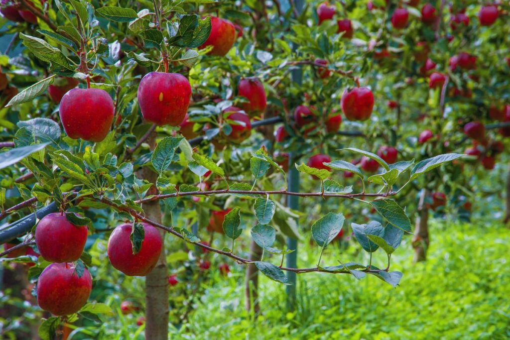 Pomoc finansowa dla producentów owoców