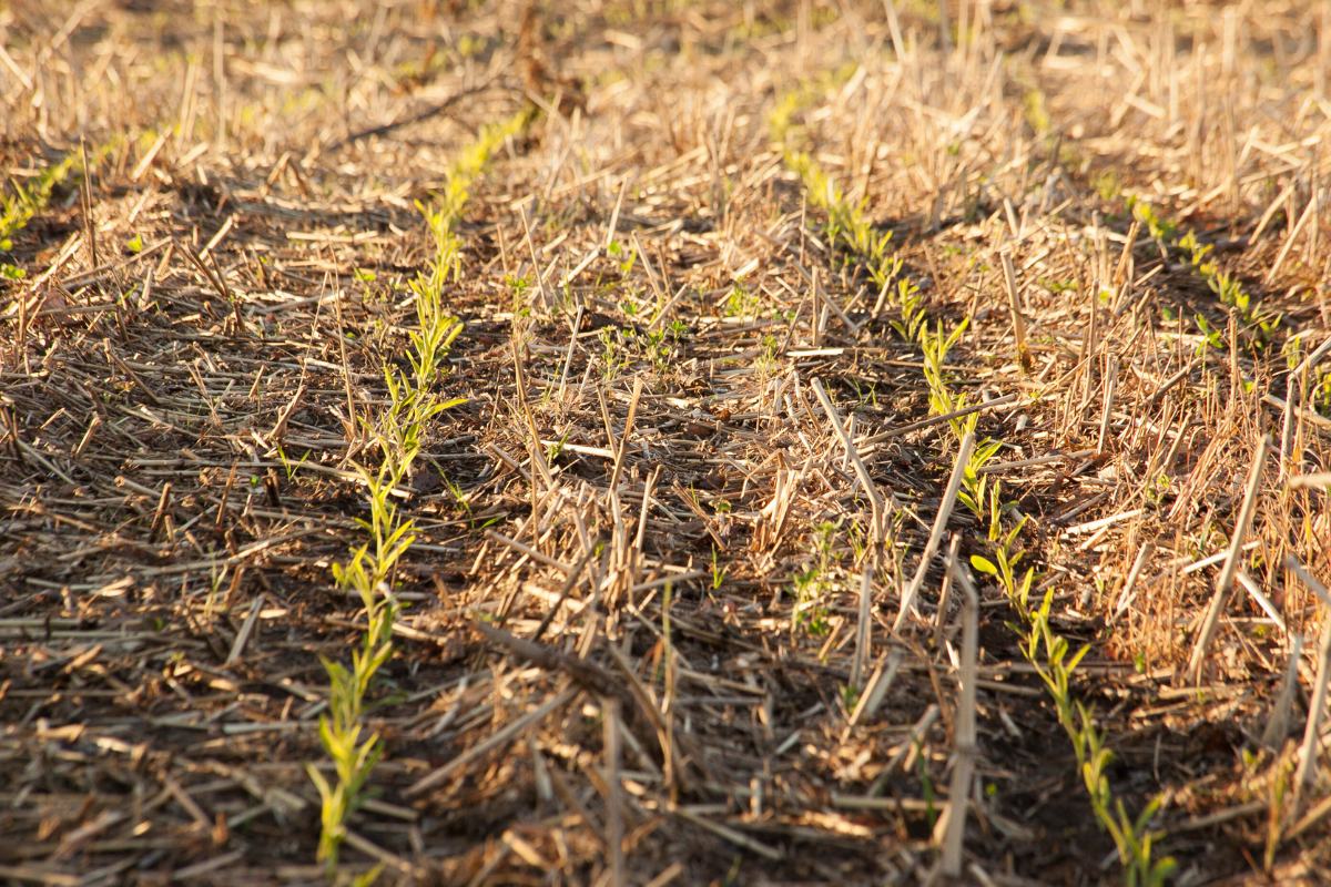 Uprawa pasowa - czym jest Strip-till