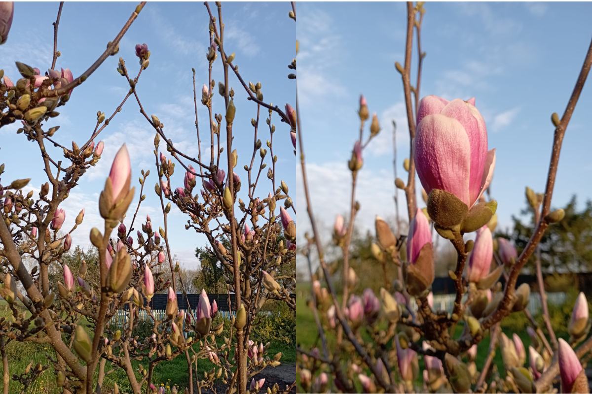 Magnolia odmiany i uprawa