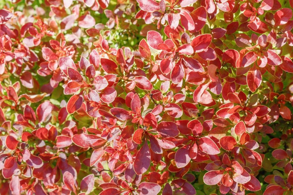 Berberys Thunberga (Berberis thunbergii) - krzew liściasty