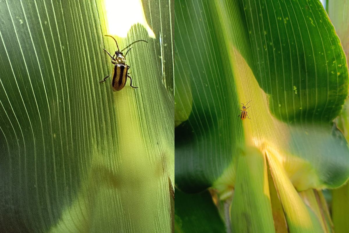 Stonka kukurydziana czyli Diabrotica Vigifera Vigifera